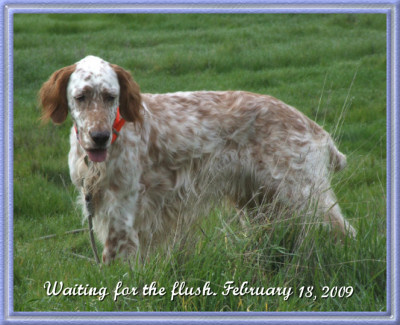 Hamish waiting for the flush