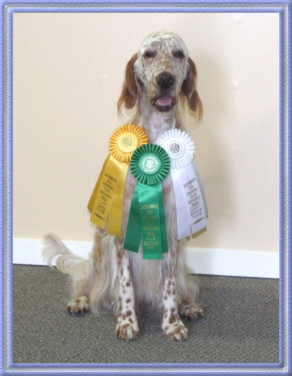 Hamish Beginner Novice Rosettes